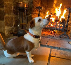 Winnie by the fire and pretending to be adorable!